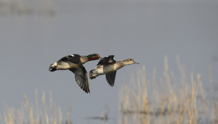 Couple de Sarcelles d'hiver en vol au dessus d'un étang
